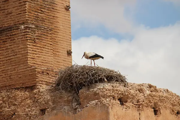 Cicogna che nidifica sulle mura di El Badi