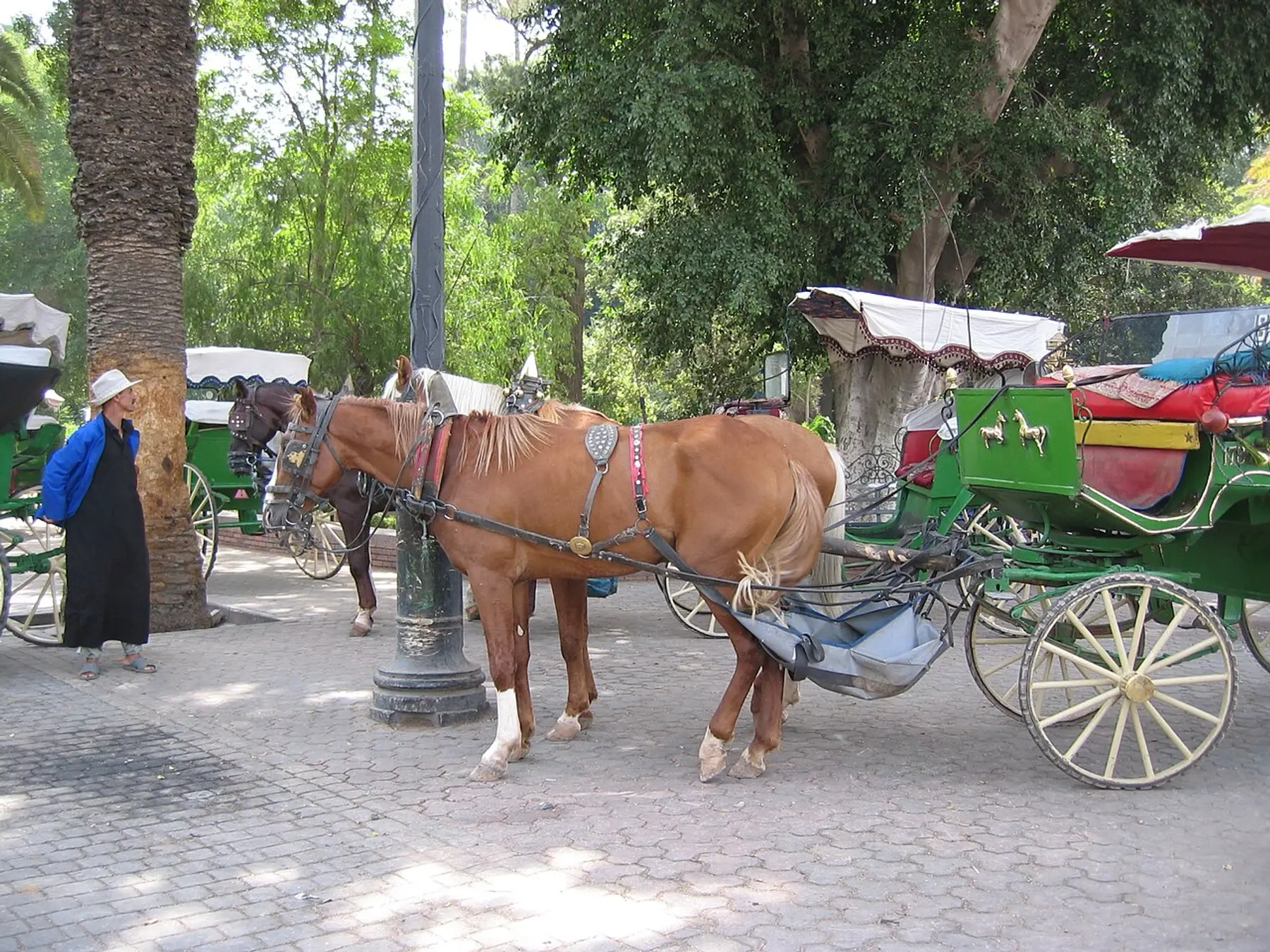 Horse-drawn calèches waiting under the trees in Marrakech