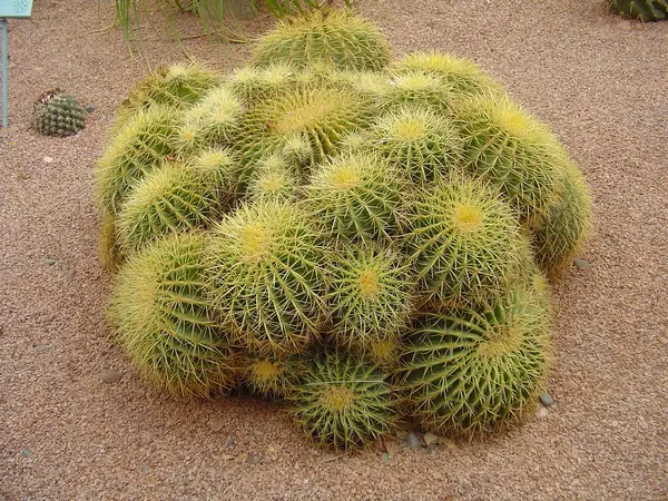 Golden barrel cacti in the Majorelle cactus garden