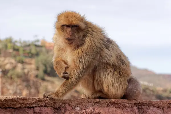 Macaco berbero a Ouzoud